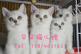 英短云系 #贝贝猫儿馆#  纯种猫咪 宠物猫活体  幼猫出售