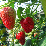 草莓苗四季种植接果盆栽牛奶草莓苗草莓秧甜宝奶油草莓苗