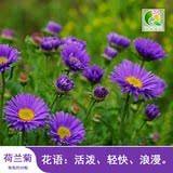 荷兰菊种子 四季种花卉种子蓝紫色 景观花种紫菀花多年生1包30粒