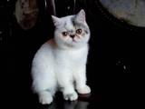 【★yuyu家庭猫舍】 纯种异国短毛猫 黑灰色猫 小猫猫 小猫咪