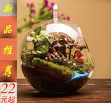 微景观盆栽苔藓植物生态玻璃瓶办公桌面盆景创意迷你DIY微观摆件