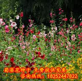 蜀葵花种子景观花卉种子工程园林绿化鲜花植物花期长公斤批发包邮