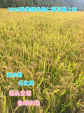预售辽宁本溪桓仁大米稻花香2号特级贡米16年10月末发货