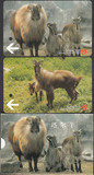 上海地铁卡纪念卡 珍稀动物系列-塔尔羊2全带卡套