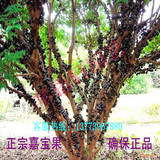 正品台湾嘉宝果树苗 树葡萄嘉宝果树苗 庭院盆栽 南北方种植结果