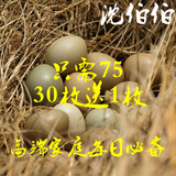 山鸡蛋30枚送一枚 七彩山鸡蛋杂粮散养新鲜野鸡蛋土鸡蛋 农家鸡蛋