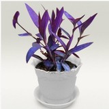 多肉植物紫罗兰吊兰 紫叶吊竹梅盆栽可水培室内吸甲醛苯净化空气