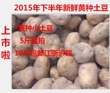 浙江宁溪新鲜蔬菜非转基因有机老品种黄心小土豆农家自种马铃薯芋