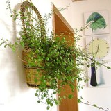 桌面阳台室内花卉盆栽壁挂绿植千叶吊兰垂吊常绿植物含篮子植物