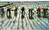 五常大米新米黑龙江农家自产东北正宗稻花香贡米香米特级5kg包邮