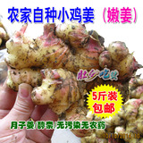 生姜嫩姜月子姜农家自种新鲜蔬菜广西土特产低价批发热卖5斤包邮