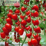 菜农F-11 室内盆栽种子 红圣女果小番茄 迷你可爱 很好玩哦 观赏