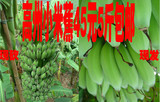 高州新鲜香蕉海南小米蕉皇帝蕉有机水果无催熟剂农家自种粉蕉米蕉