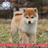 纯种日本柴犬幼犬出售 敦厚可爱适合家养宠物狗赛级血统短毛狗狗