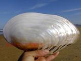 18-26公分特大天然珍珠蚌贝壳，双面，炫彩光泽，天然贝壳海螺