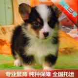 纯种威尔士柯基犬宠物狗幼犬出售北京犬舍信誉终身保障可送货热卖