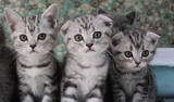 %上海名猫馆%个人繁殖，苏格兰银虎斑大头折耳猫 幼猫 公母都有