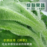 送酱料 非洲新鲜冰草200g爽口蔬菜沙拉菜 有机冰菜叶 5件包邮顺丰