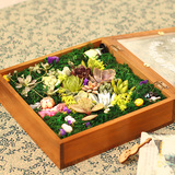 创意微景观礼盒多肉植物组合盆栽 成品办公室桌面迷你龙猫摆件