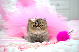 【水晶猫屋】CFA赛级猫 赛级异国短毛猫，加菲猫 波斯猫棕虎斑MM