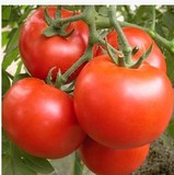 新鲜蔬菜 农家产品 西红柿 番茄 蔬菜配送 同城配送