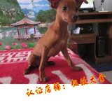 狗狗宝贝店-纯种家养 健康小鹿犬/迷你杜宾幼犬/支持支付宝活体