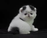 美国CFA注册宠物 赛级异国短毛猫加菲猫咪 黑白繁花色弟弟