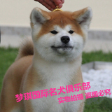 日本赛级秋田犬纯种幼犬出售体格强壮被毛浓密宠物狗可上门看狗狗