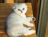 家养纯种银渐层英国短毛猫折耳猫英短宠物猫咪高品质折耳猫