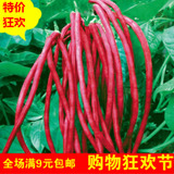 满包邮 新品盆栽蔬菜 春秋红豇豆 豆角种子家庭阳台种菜四季易种