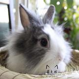 活体宠物兔兔宝宝侏儒兔道奇兔 迷你兔 长不大的兔子疫苗已打包活
