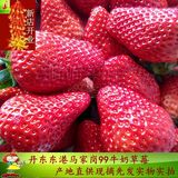 丹东特产马家岗99奶油秸秆草莓水果 新鲜有机草莓红颜产地直供