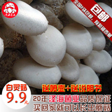白灵菇种植食用菌棒 菌包 菌种种子蘑菇多肉植物阳台养殖菌包特价