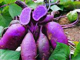 新鲜紫薯1斤 农家有机紫薯仔 自产原生态番薯杂粮十斤起包邮