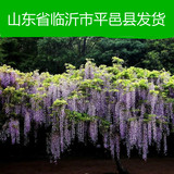 紫藤花苗 绿植盆栽花卉 当年开花攀援爬藤植物紫藤树苗 高度60厘
