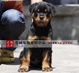 纯种血统德国系罗威纳犬幼犬 出售罗威那犬活体宠物狗赛级洛威纳8