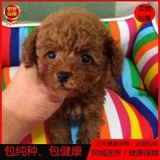 韩系宠物狗狗泰迪犬幼犬出售纯种茶杯犬活体贵宾泰迪幼犬家养0218