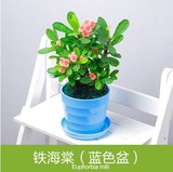 铁海棠 迷你型植物 花卉绿植盆栽 美化居室空气净化 带花出货
