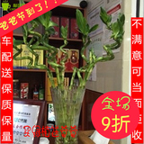 转运竹龙竹办公室内抗雾霾净化空气植物水培绿植盆栽限北京