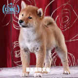 日本引进赛级双血统柴犬纯种幼犬狗狗出售 适合家养小型犬宠物狗