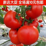 大番茄种子西红柿阳台盆栽庭院有机蔬菜种子春夏秋冬菜籽四季种