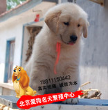 纯种金毛导盲犬寻回犬枪猎犬家养宠物狗活体幼犬出售可全国到货
