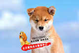 纯种日本柴犬幼犬北京犬舍出售 周边送货 健康包邮品质保障活体