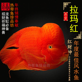 中大型热带观赏鱼爆头红财神起头鹦鹉鱼 AAA级台湾鼓头风水招财鱼