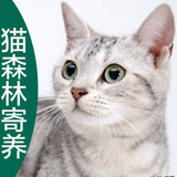 北京河北燕郊宠物猫咪家庭式寄养/散养/发片/猫少/爱猫/量身定制