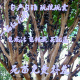 台湾进口嘉宝果树苗葡萄苗树葡萄树苗嘉宝果苗南北方种植当年结果