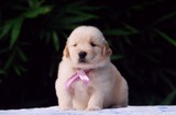 【微尚犬业】纯种金毛 宠物狗犬幼犬出售家养活体长毛黄金导盲犬