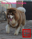 纯种阿拉斯加犬出售黑色桃脸巨型阿拉斯加活体狗58
