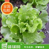 四季生菜有机蔬菜种子阳台种菜菜籽庭院室内盆栽种植青菜种子