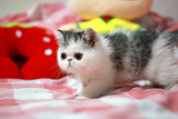 赛级CFA 宠物 纯种加菲猫 加菲DD  异国短毛猫 银虎斑 活体幼猫